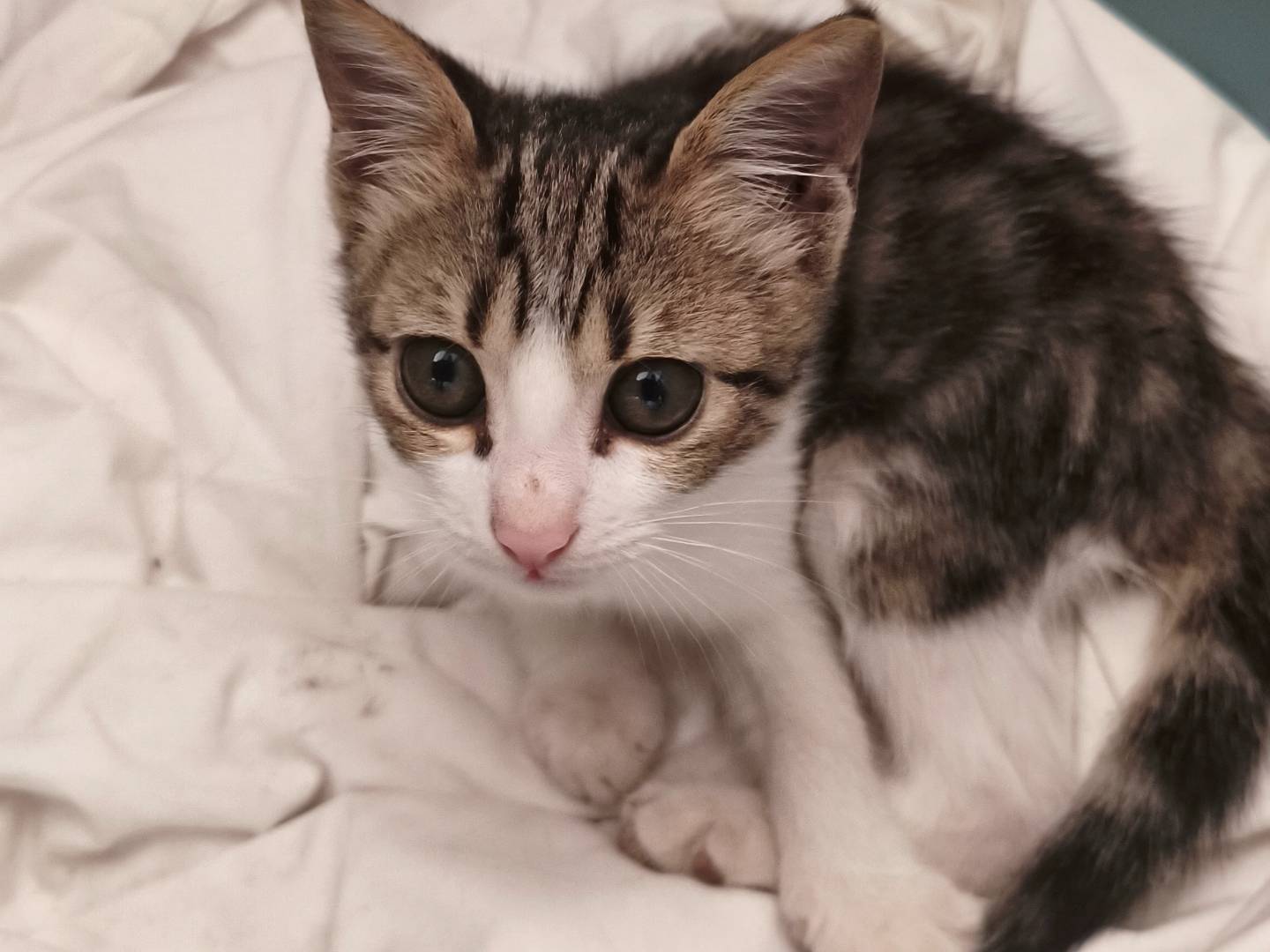 Adotta un gatto, femmina, 3 mesi, Taranto