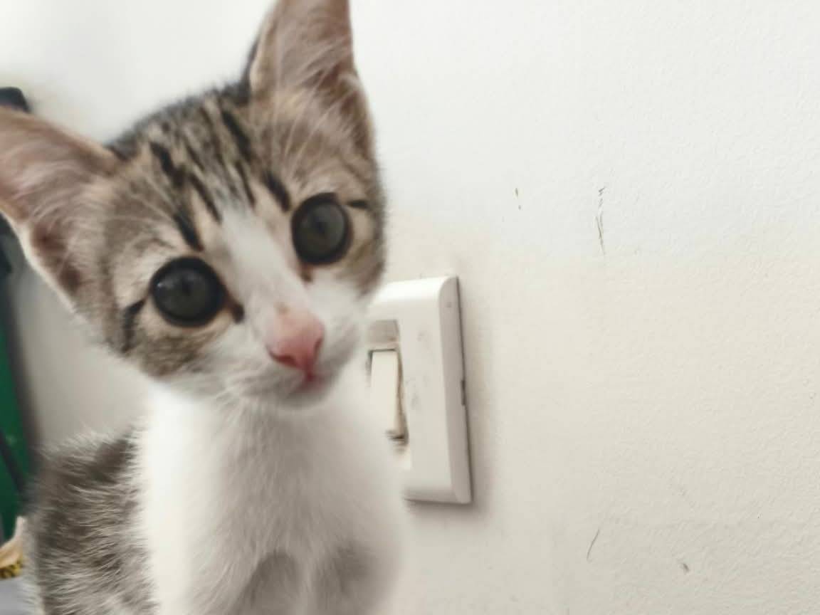 Adotta un gatto, taglia non valida, femmina, Taranto