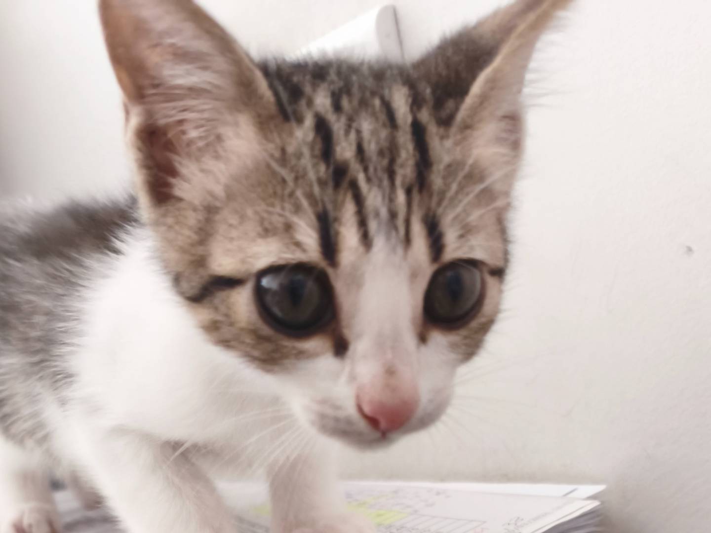 Vuoi adottare un gatto a Taranto?