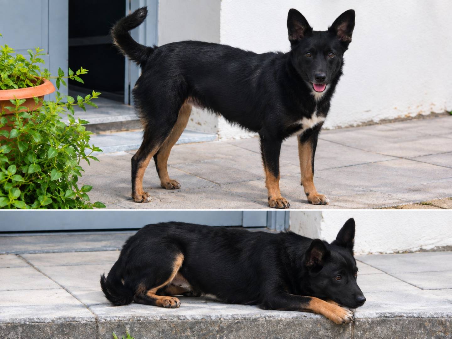 Adotta un cane, maschio, 1 anno e 6 mesi, Milano