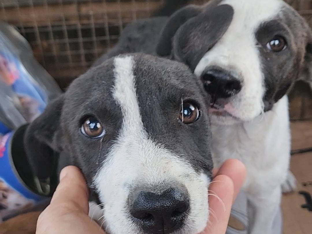 Adotta un cane, femmina, 3 mesi, Cosenza