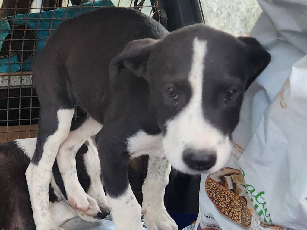 Adotta un cane, taglia media, femmina, Cosenza