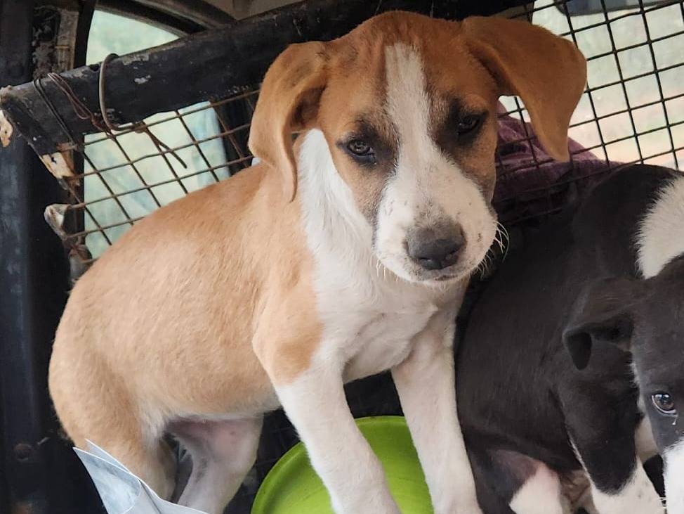 Vuoi adottare un cane a Cosenza?