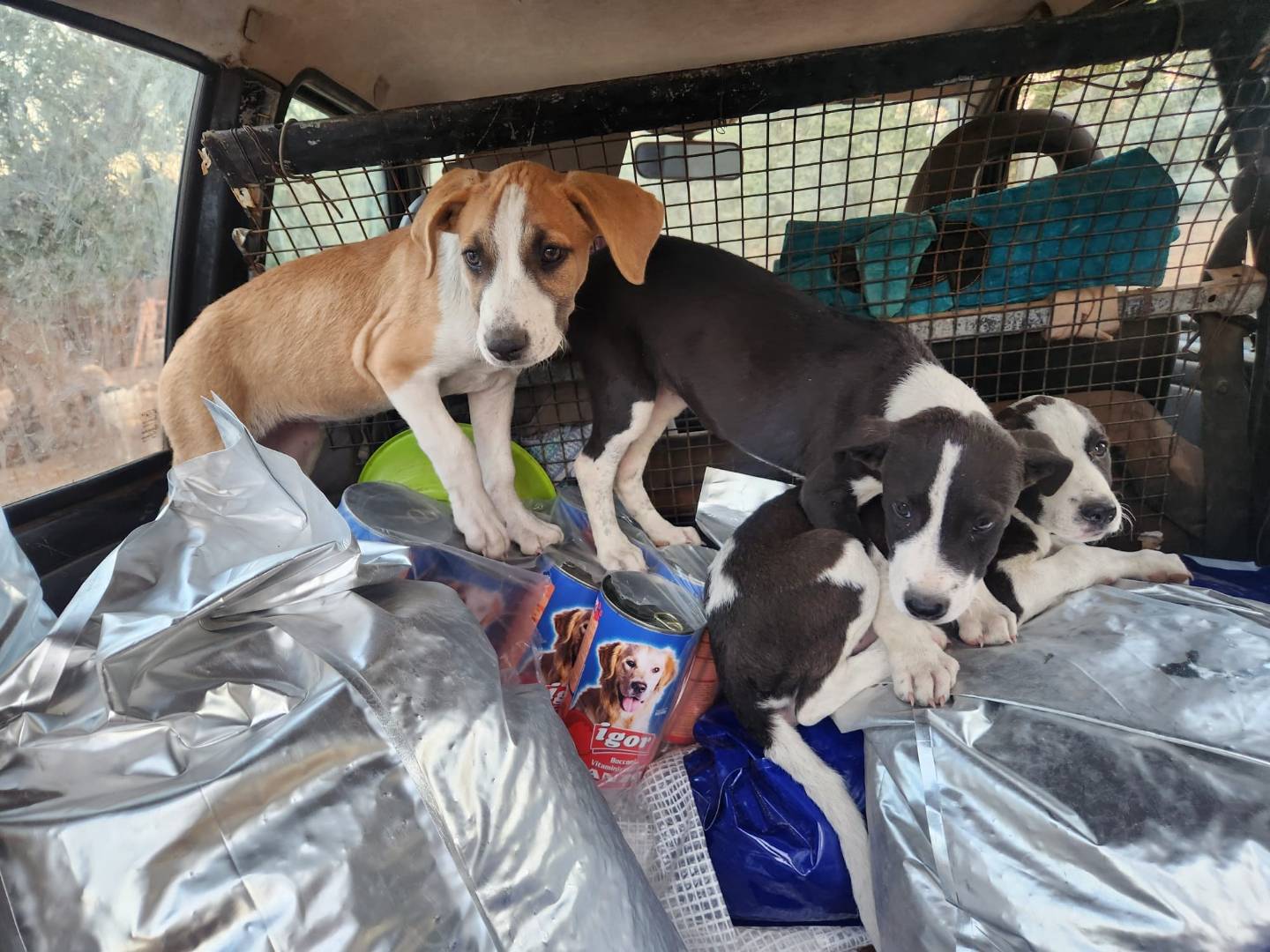 Adotta il cane Tea Bea Lea a Cosenza