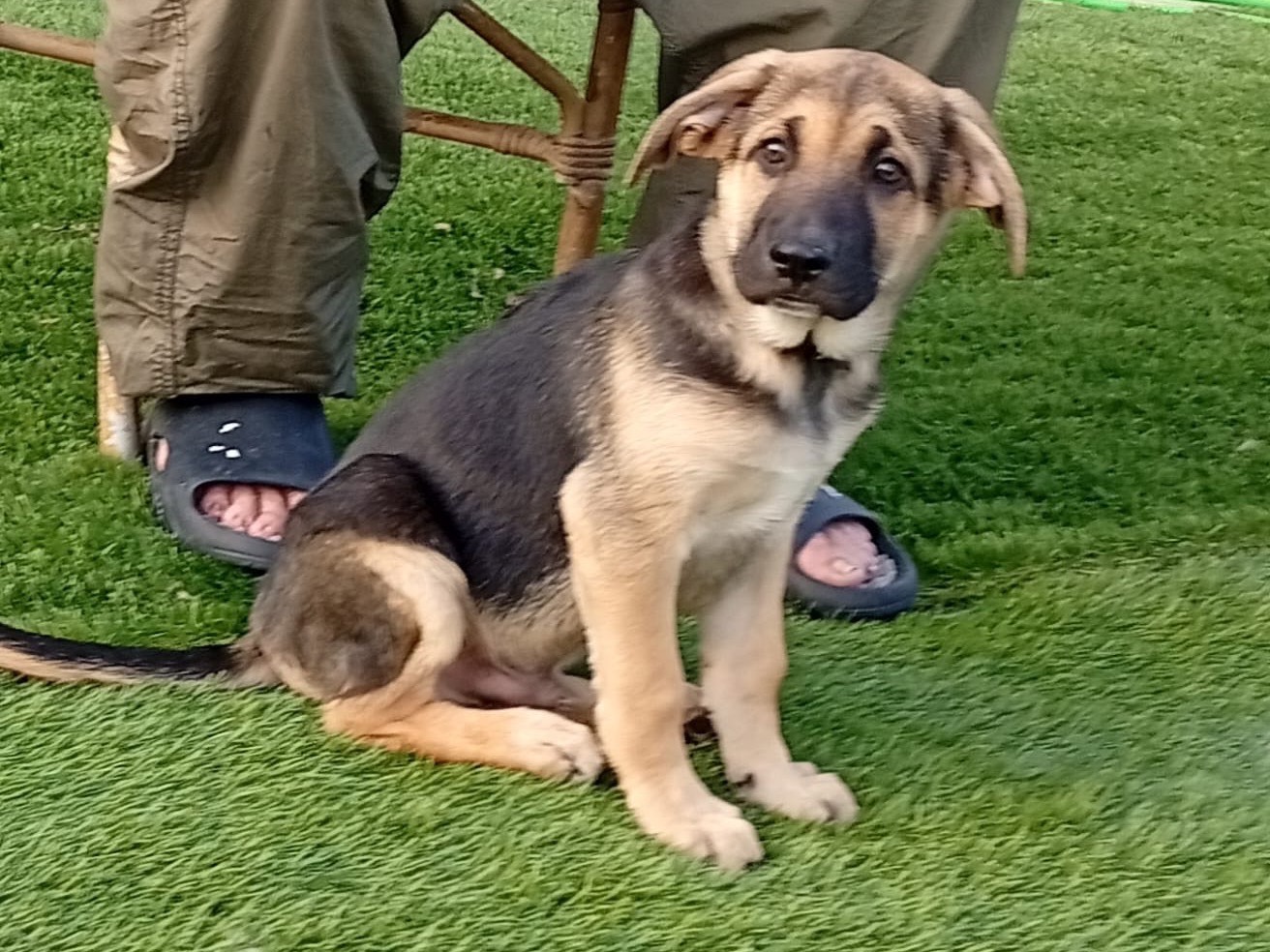 Adozione cane, maschio, Pastore tedesco Razza sconosciuta, 3 mesi, taglia grande, Crotone
