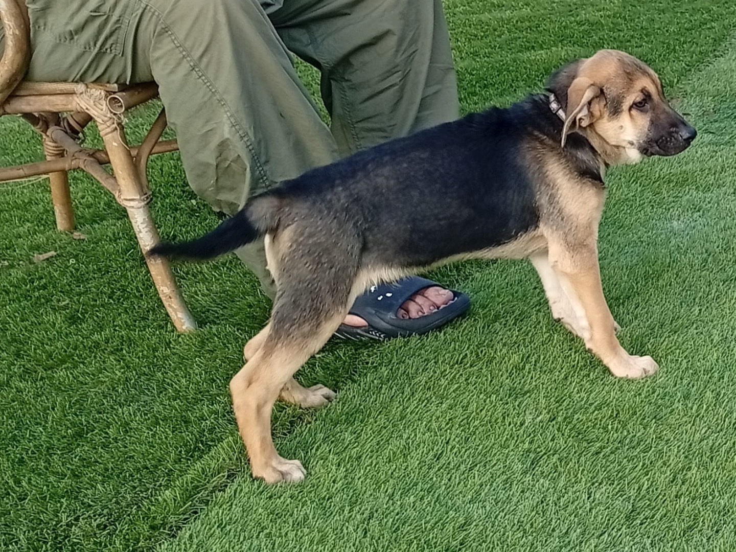 Adotta un cane, maschio, 3 mesi, Crotone