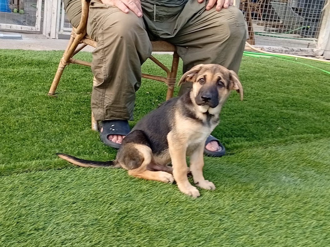 Adotta un cane, taglia grande, maschio, Crotone