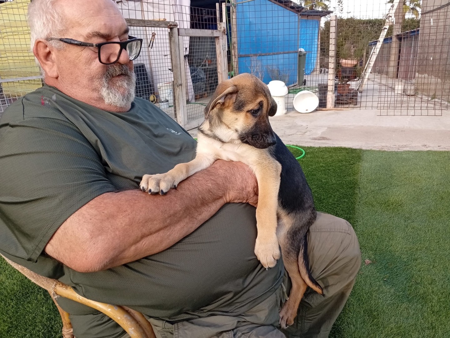 Adotta il cane BOLT a Crotone