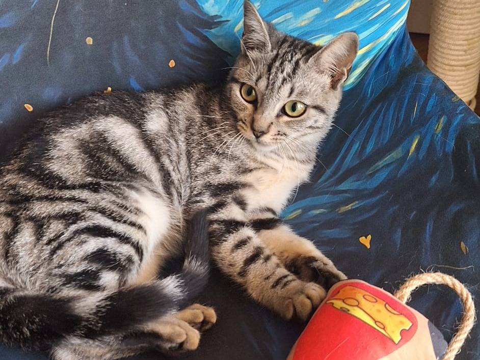 Vuoi adottare un gatto a Milano?
