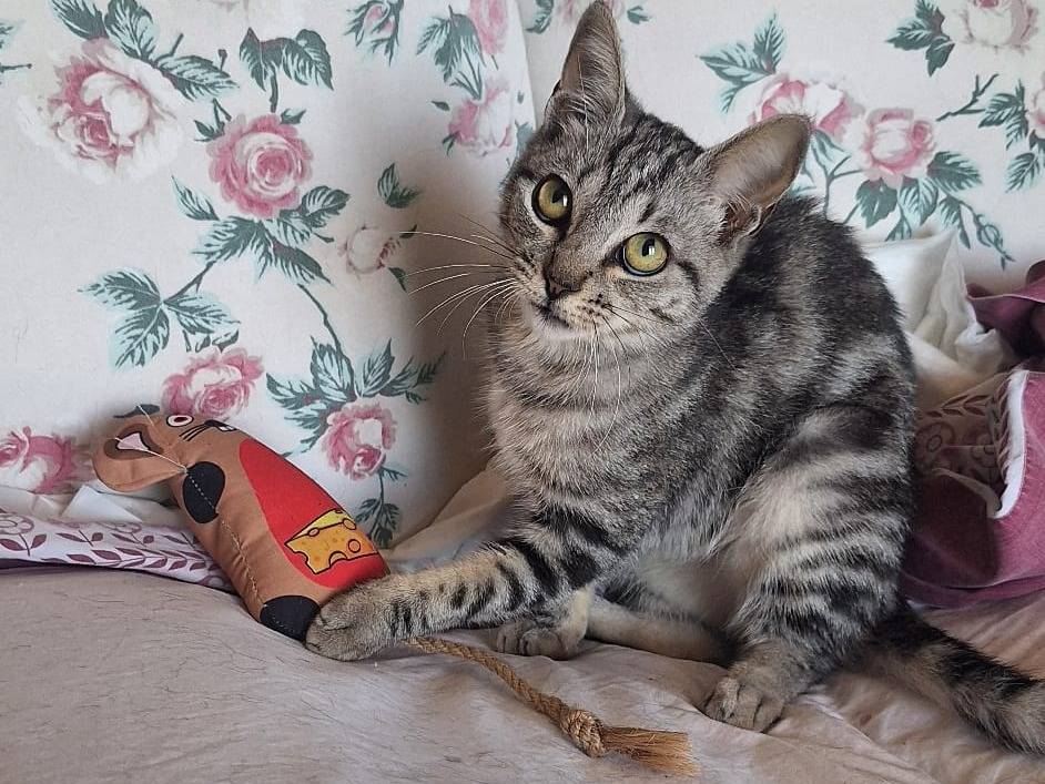 Adotta il gatto Sakura  a Milano
