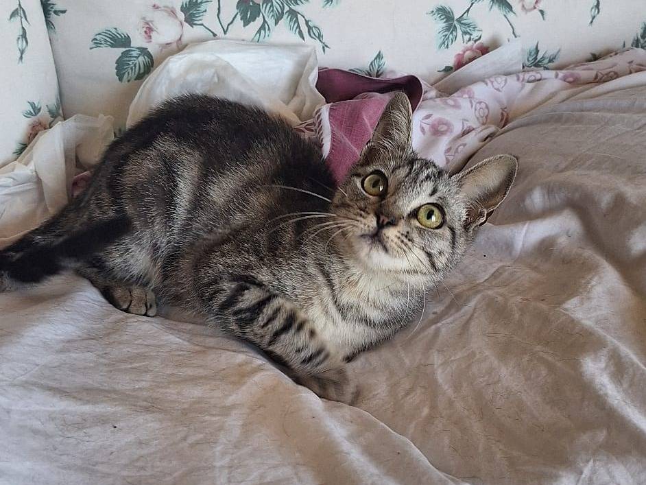 Adotta un gatto, taglia non valida, femmina, Milano