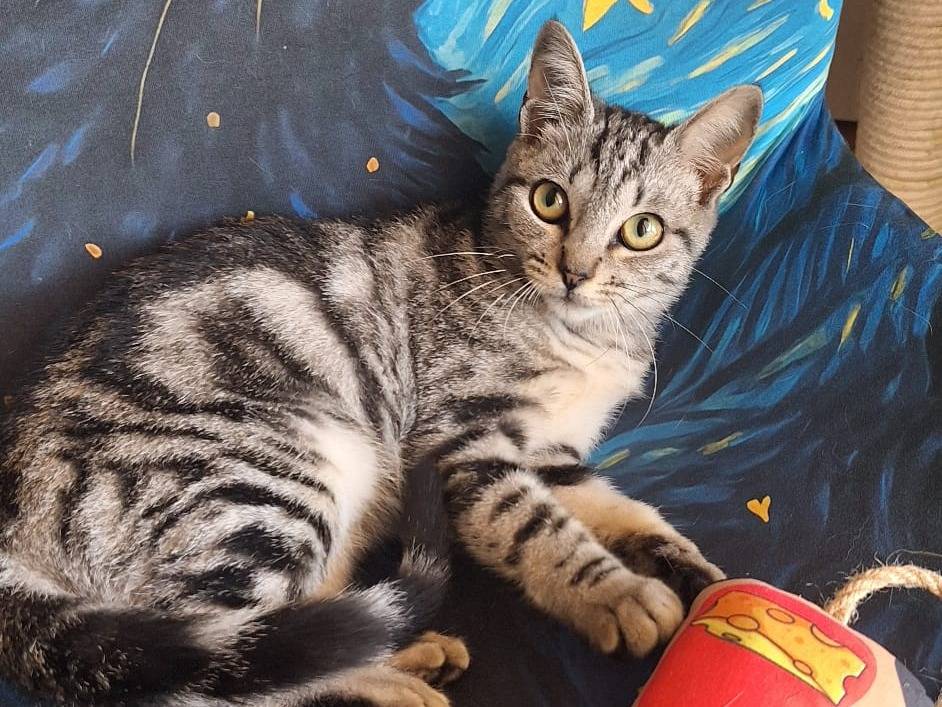Adozione gatto, femmina, Razza sconosciuta Razza sconosciuta, 6 mesi, taglia non valida, Milano