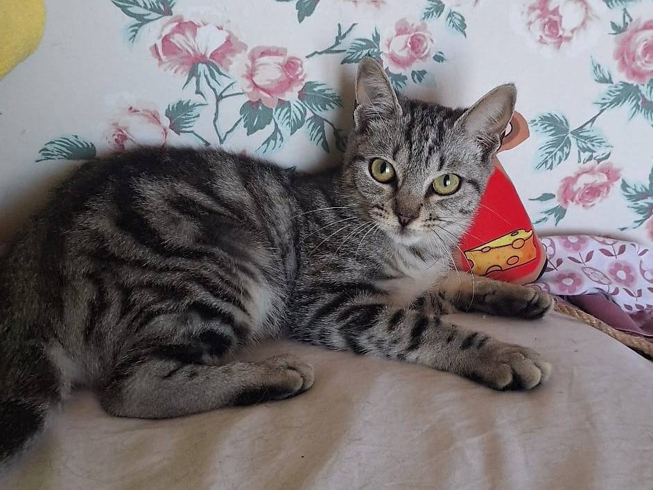 Adotta un gatto, femmina, 6 mesi, Milano