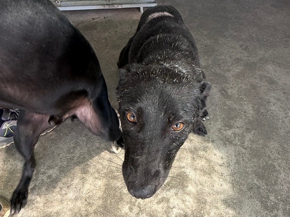 Adozione cane, femmina, Razza sconosciuta Razza sconosciuta, 3 anni e 4 mesi, taglia media contenuta, Latina
