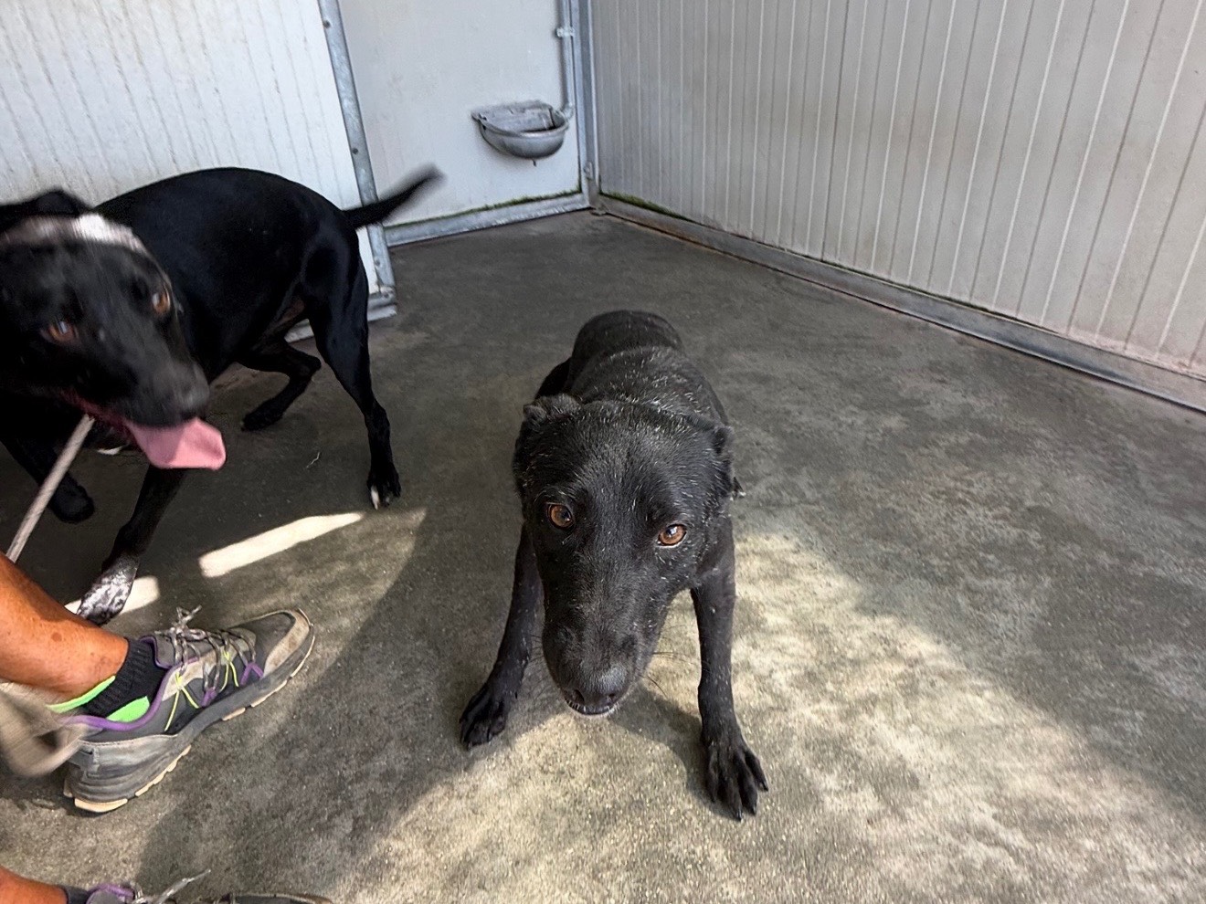 Adotta un cane, taglia media contenuta, femmina, Latina