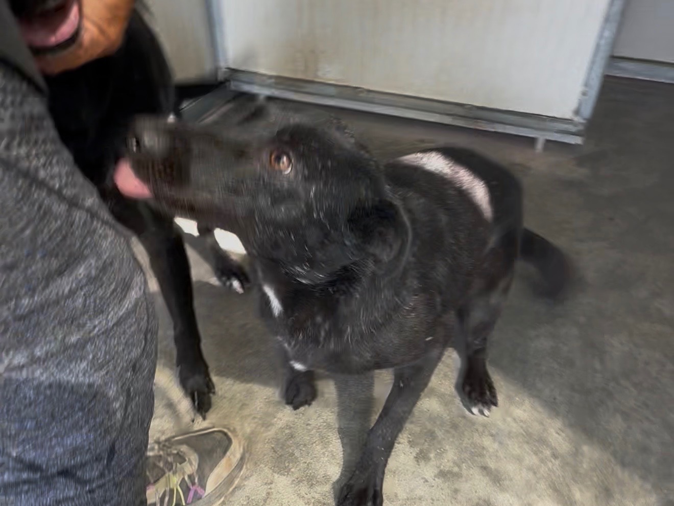 Adotta un cane, femmina, 3 anni e 4 mesi, Latina