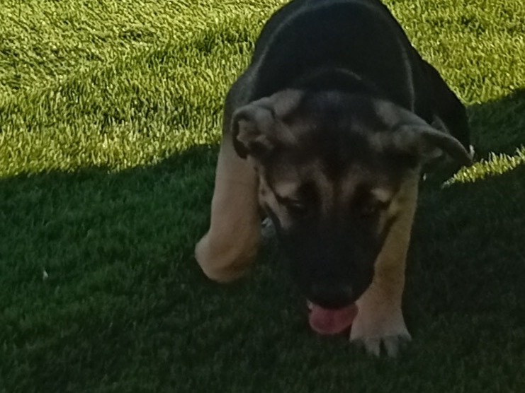 Adotta un cane, maschio, 3 mesi, Crotone