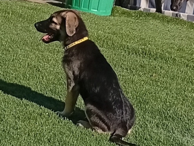 Adotta un cane, taglia grande, maschio, Crotone