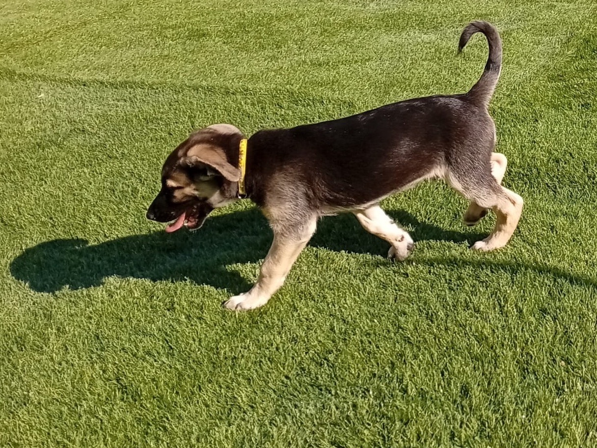 Vuoi adottare un cane a Crotone?