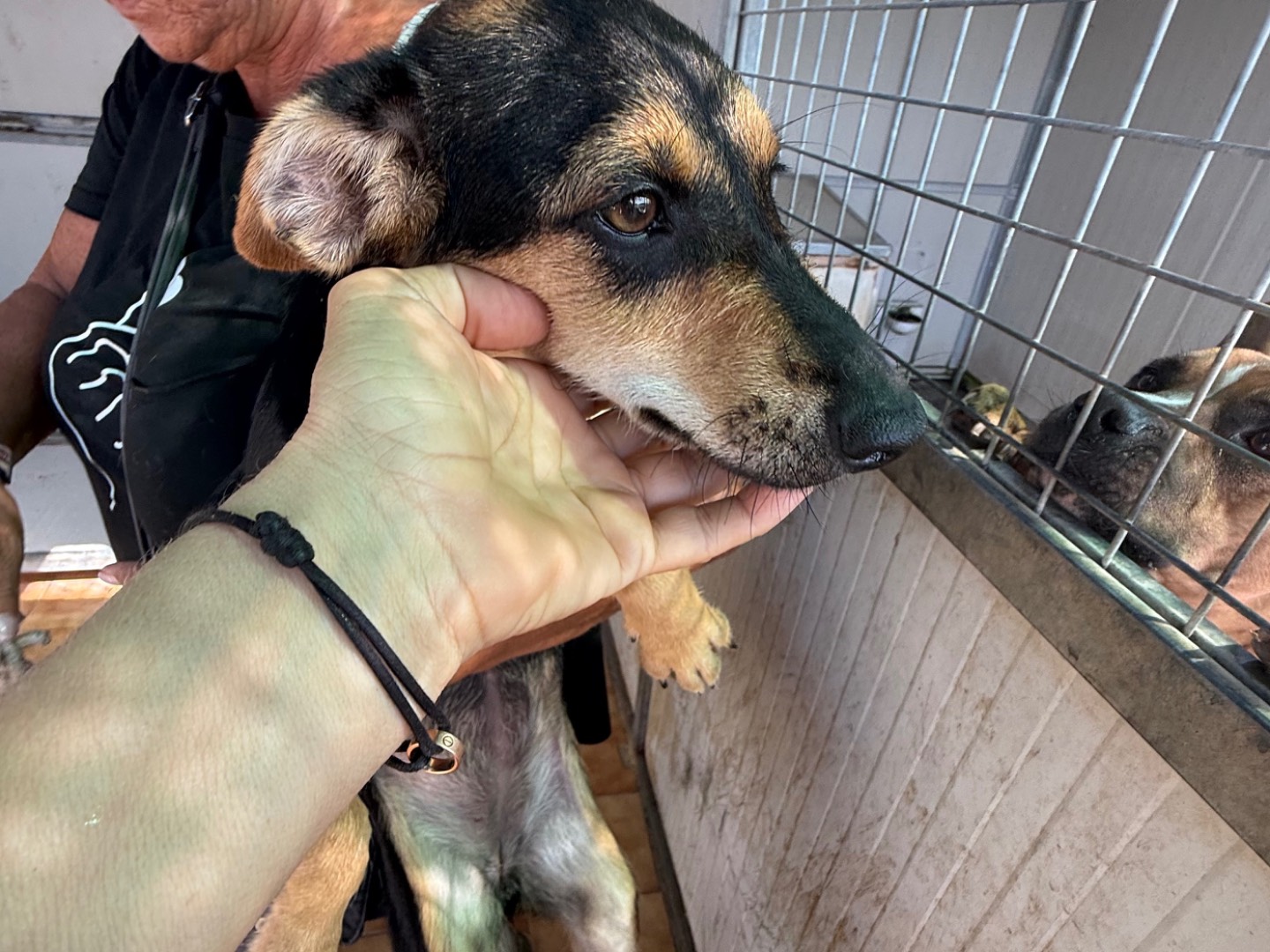 Adozione cane, femmina, Razza sconosciuta Razza sconosciuta, 6 mesi, taglia piccola, Latina