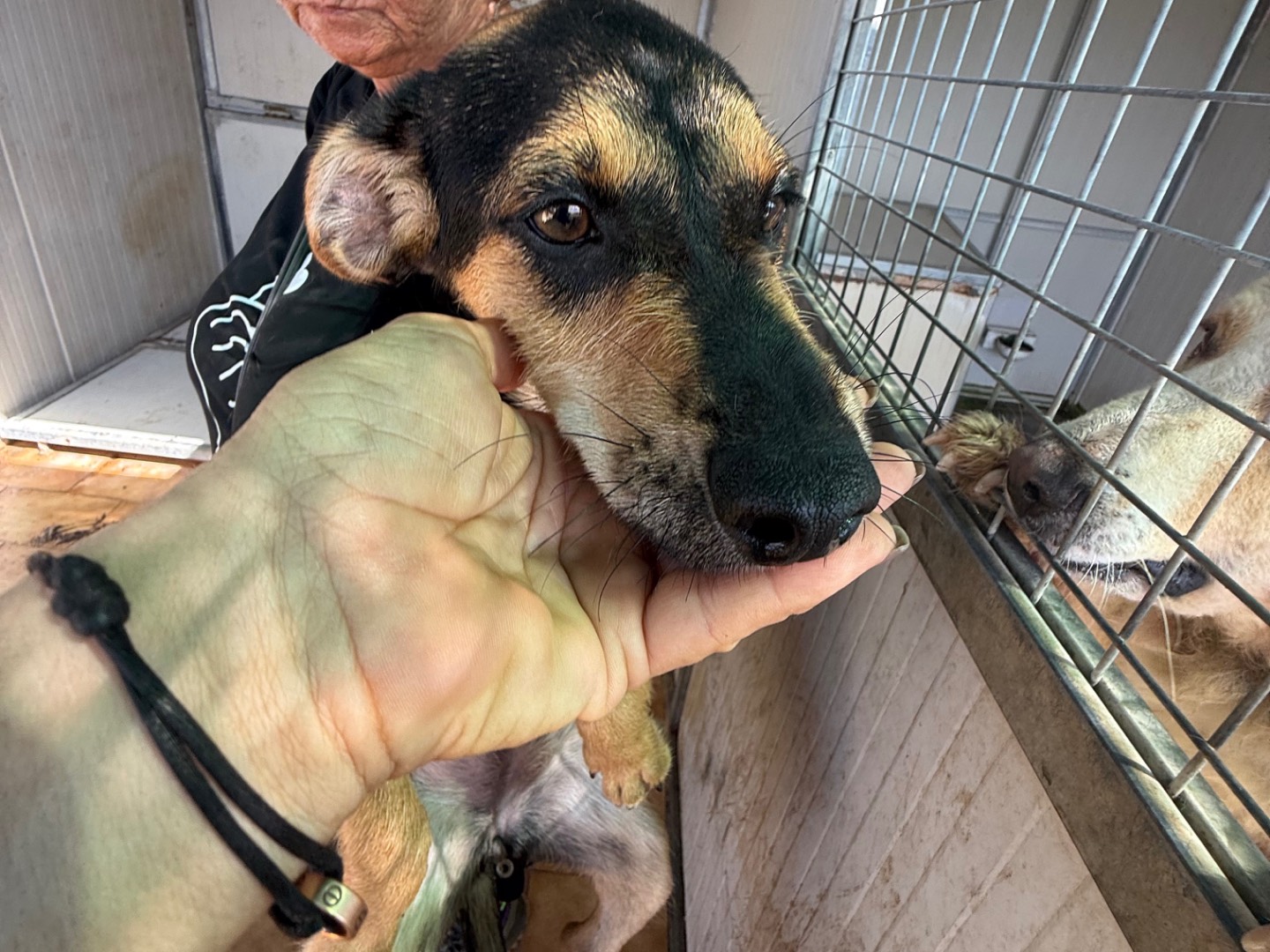 Adotta un cane, femmina, 6 mesi, Latina