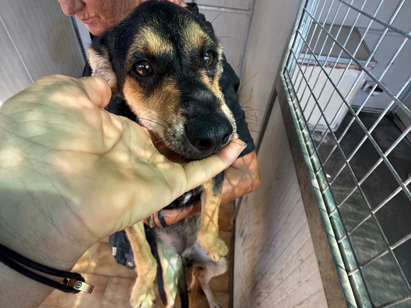 Adotta un cane, taglia piccola, femmina, Latina