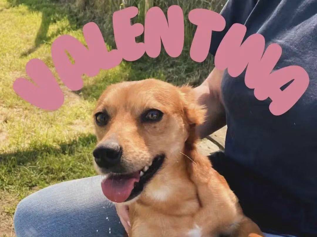 Adozione cane, femmina, Pinscher Razza sconosciuta, 2 anni e 8 mesi, taglia piccola, Latina