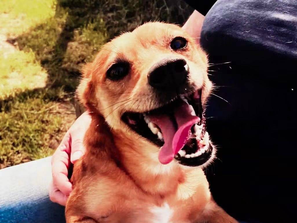 Adotta un cane, femmina, 2 anni e 8 mesi, Latina