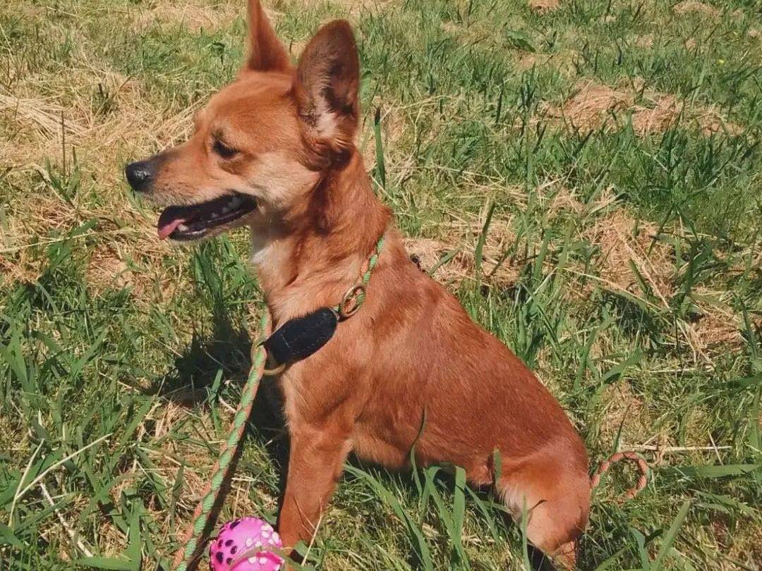 Adotta un cane, taglia piccola, femmina, Latina
