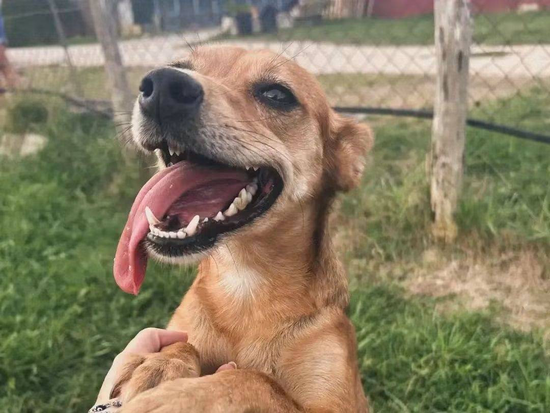 Vuoi adottare un cane a Latina?