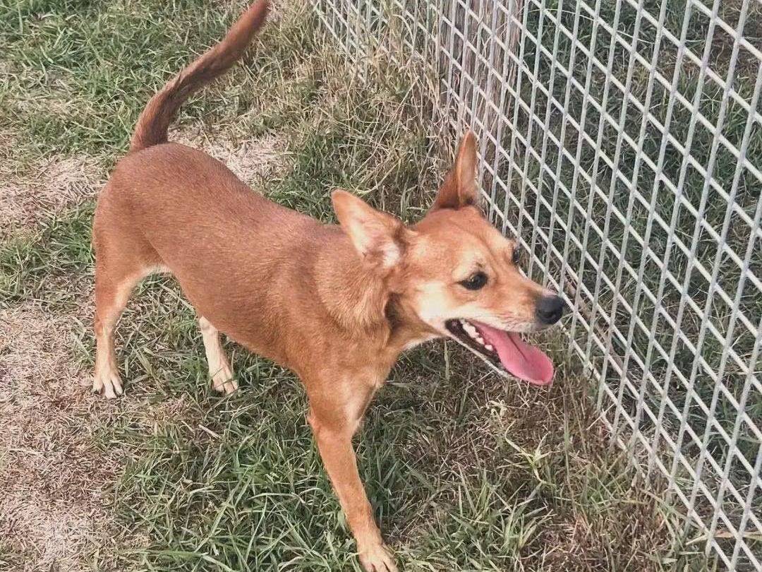 Adotta il cane Valentina  a Latina
