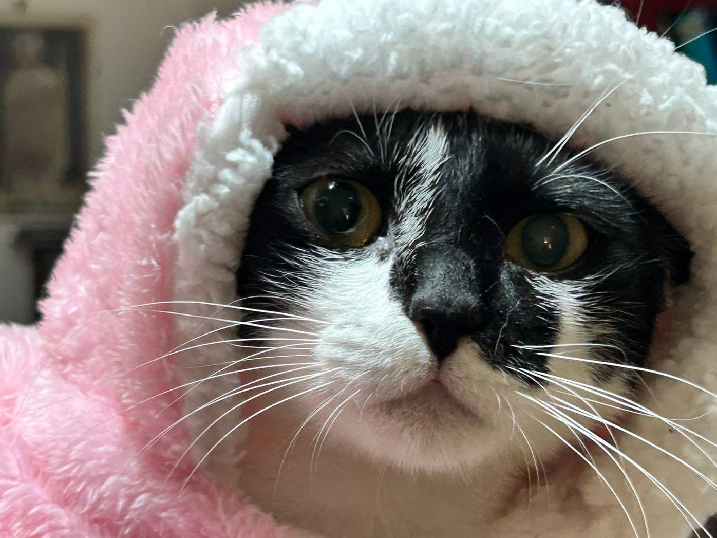 Adozione gatto, femmina, Razza sconosciuta Razza sconosciuta, 1 anno e 8 mesi, taglia non valida, Bari