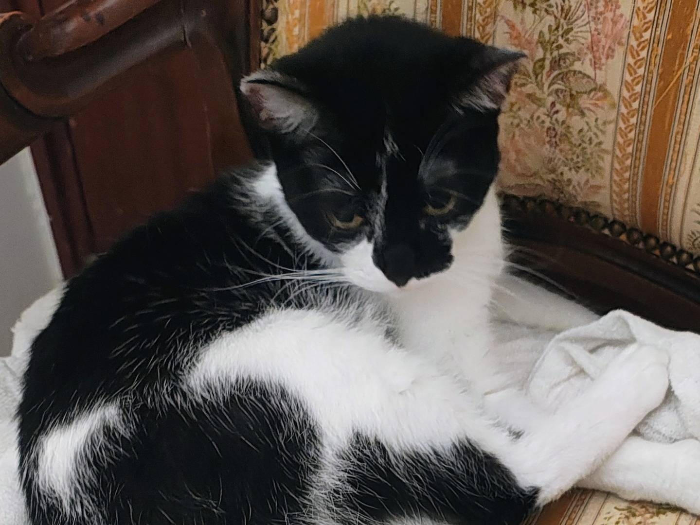 Adotta un gatto, femmina, 1 anno e 8 mesi, Bari