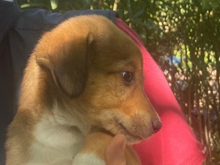Adotta un cane, femmina, 2 mesi, Crotone