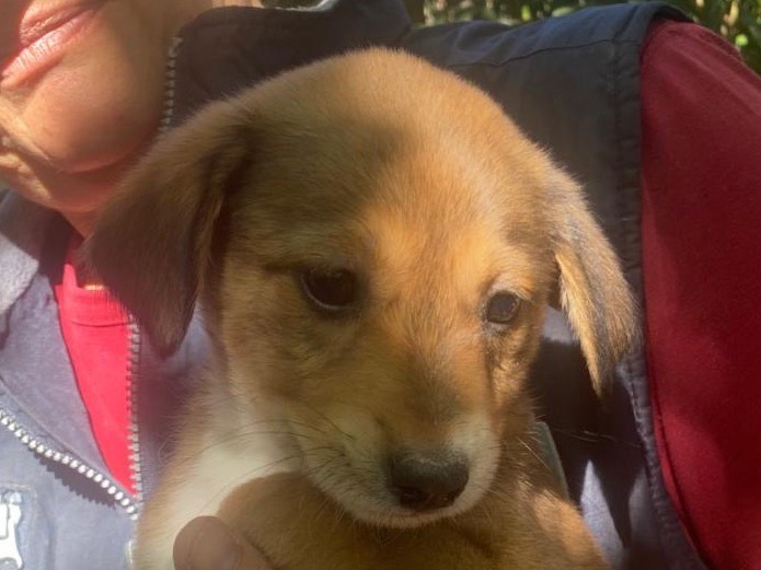 Adotta un cane, taglia media, femmina, Crotone