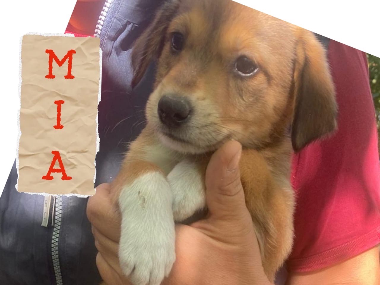 Vuoi adottare un cane a Crotone?