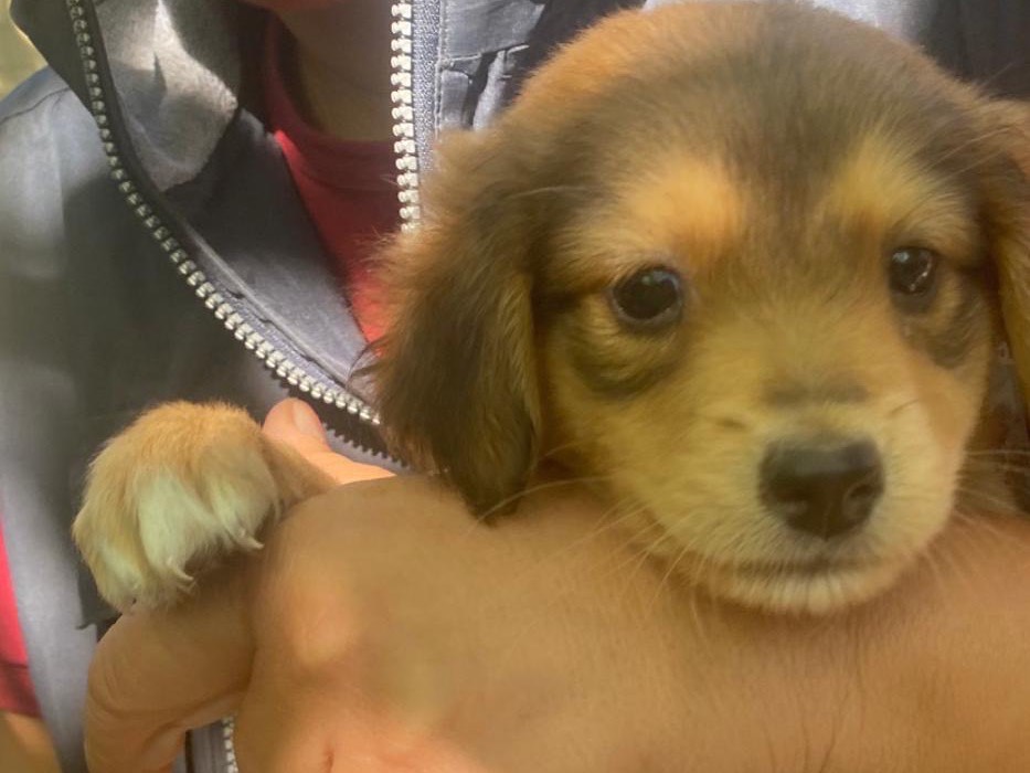 Adozione cane, femmina, Razza sconosciuta Razza sconosciuta, 2 mesi, taglia media, Crotone