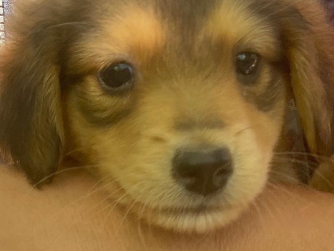 Adotta un cane, femmina, 2 mesi, Crotone