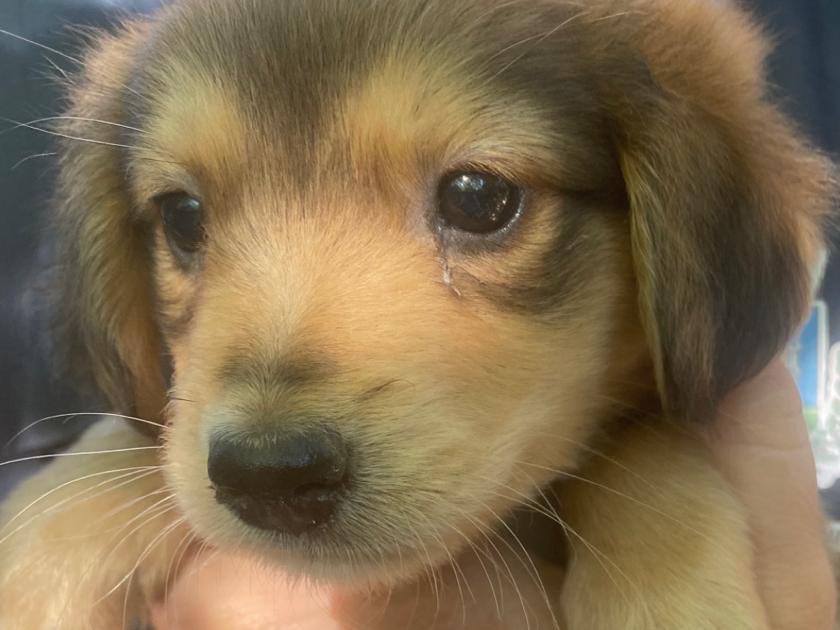 Adotta un cane, taglia media, femmina, Crotone