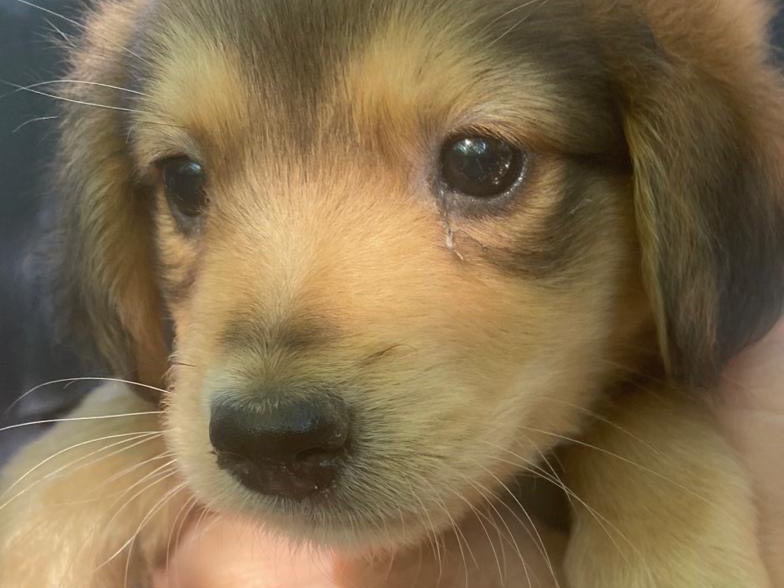 Vuoi adottare un cane a Crotone?