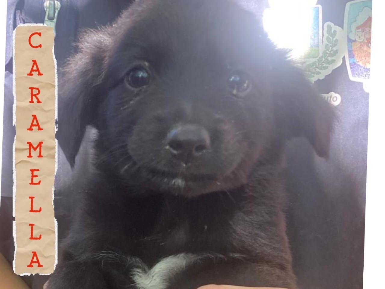 Adozione cane, femmina, Razza sconosciuta Razza sconosciuta, 2 mesi, taglia media, Crotone