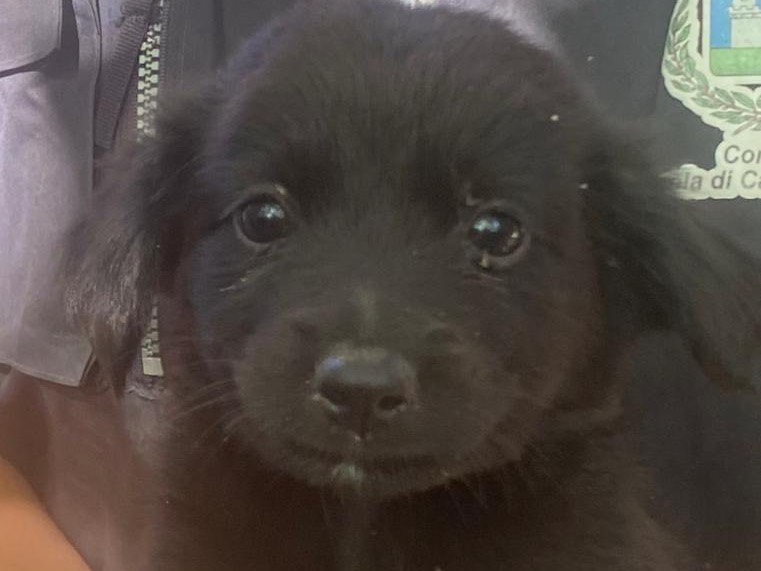 Adotta un cane, femmina, 2 mesi, Crotone