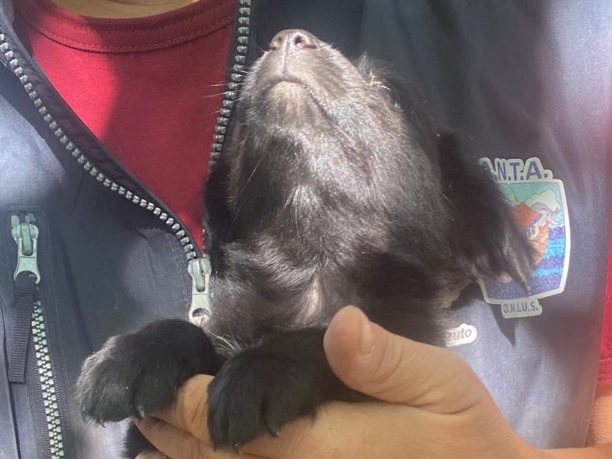 Adotta un cane, taglia media, femmina, Crotone
