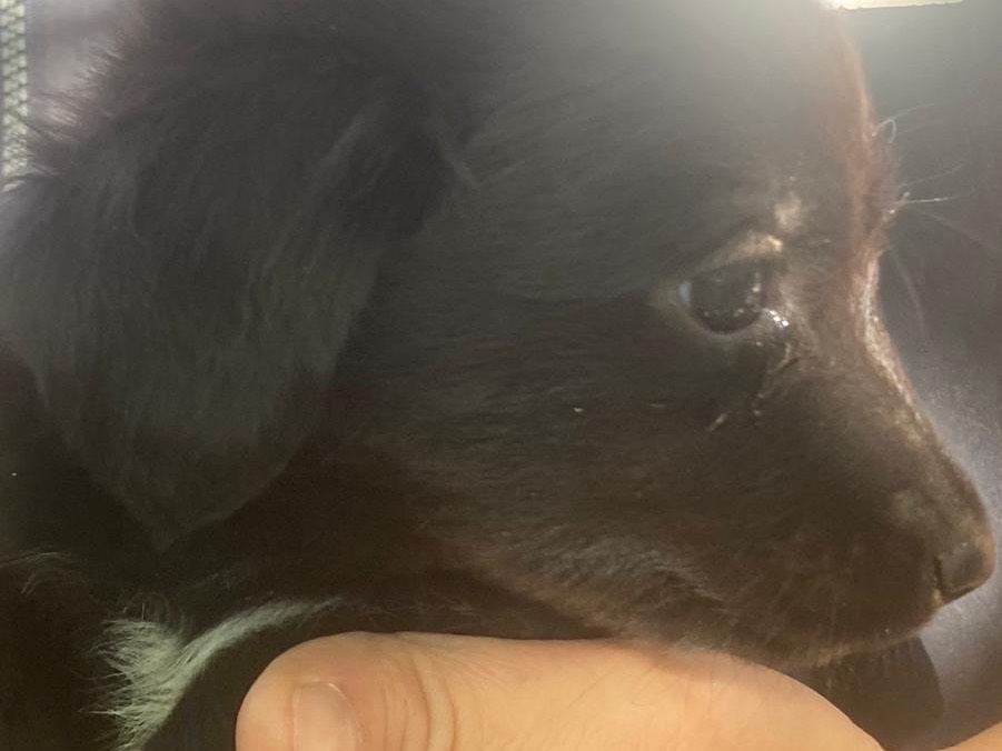 Vuoi adottare un cane a Crotone?