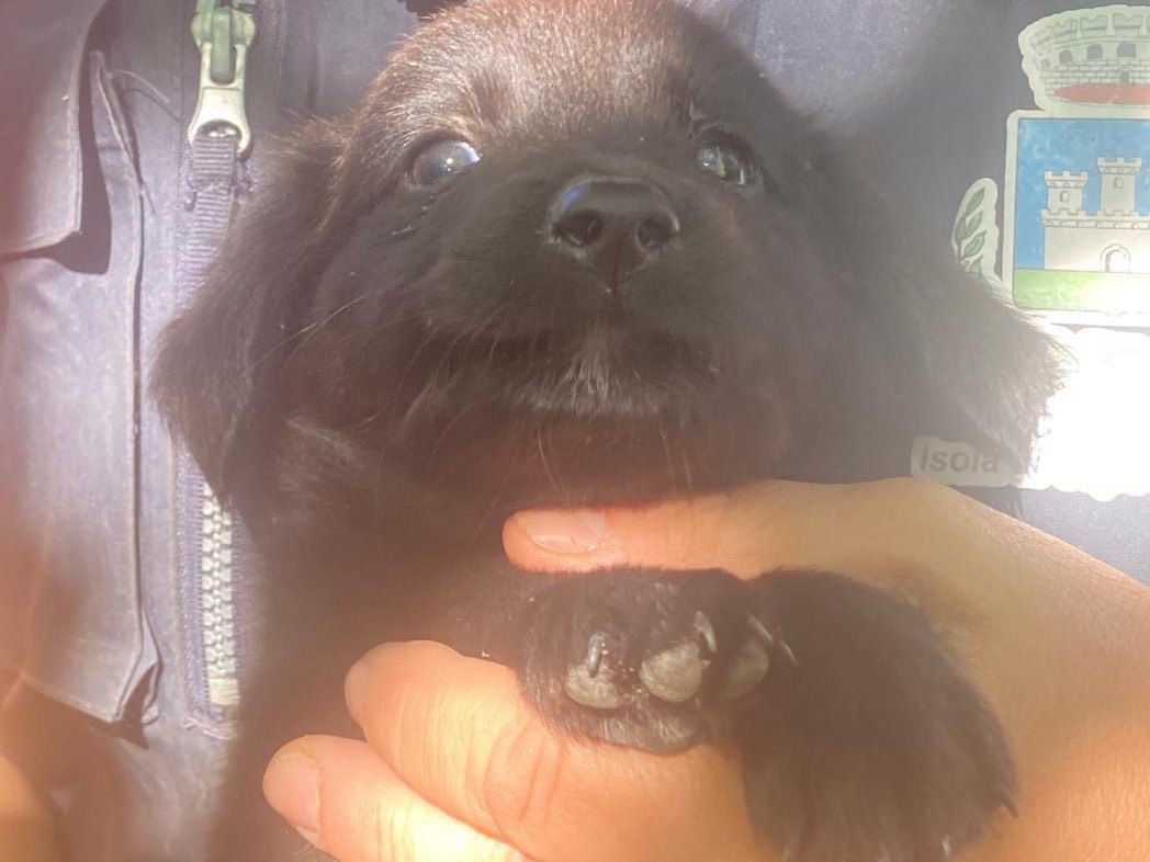 Adotta il cane Caramella  a Crotone