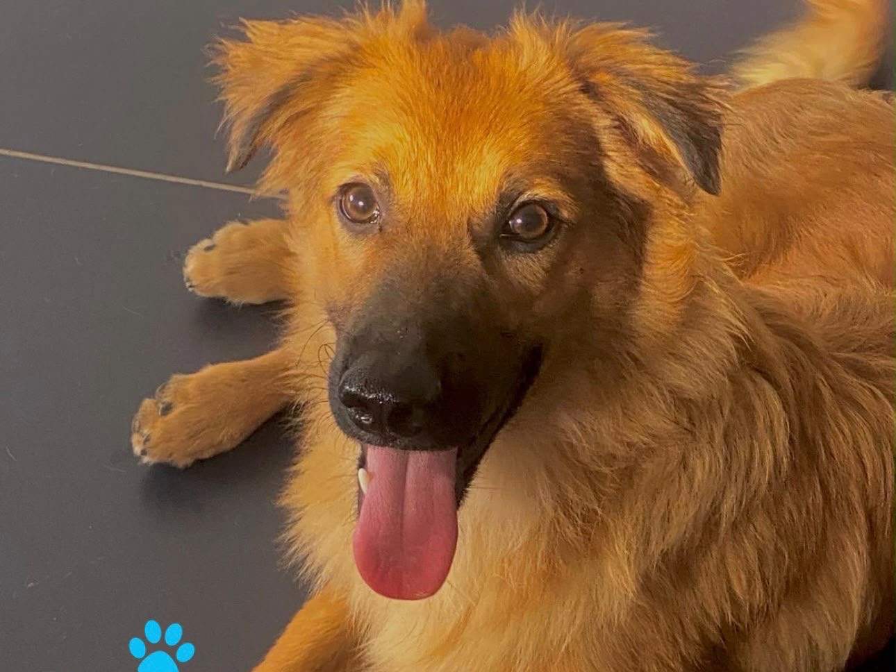 Adozione cane, maschio, Razza sconosciuta Razza sconosciuta, 5 mesi, taglia media, Crotone