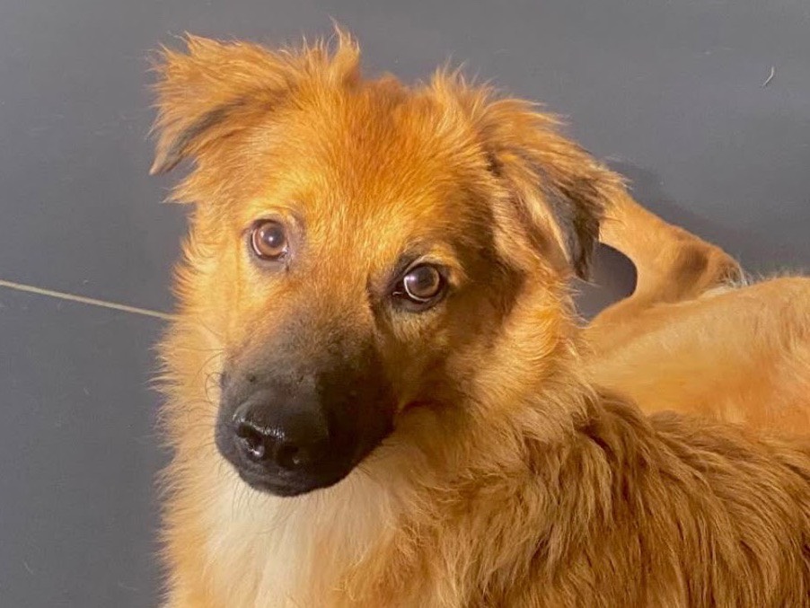 Adotta un cane, maschio, 5 mesi, Crotone