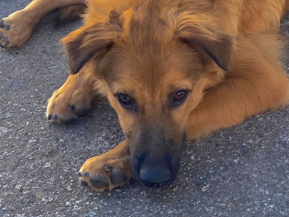 Adotta un cane, taglia media, maschio, Crotone