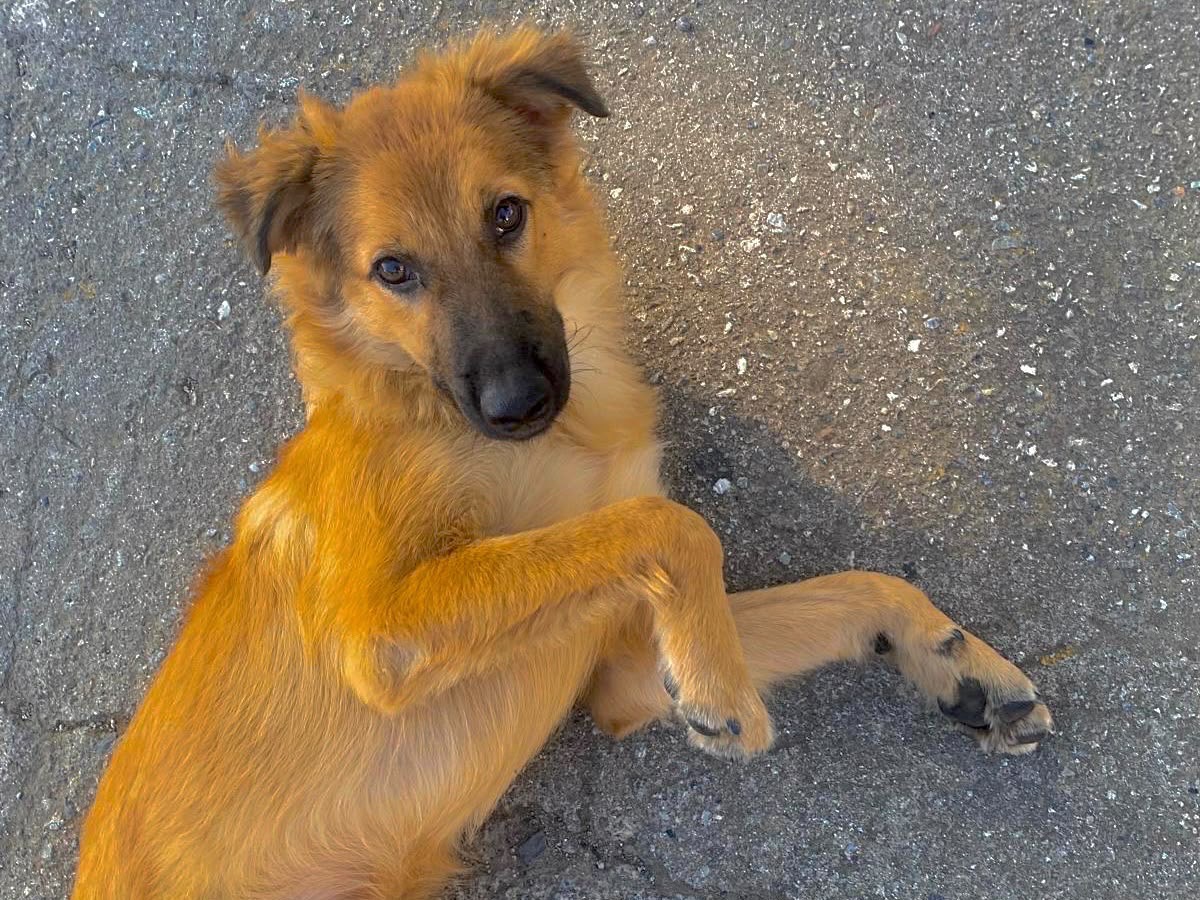Vuoi adottare un cane a Crotone?