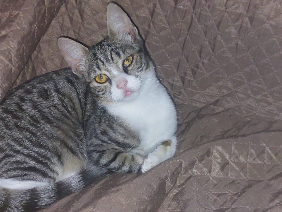 Adozione gatto, maschio, Razza sconosciuta Razza sconosciuta, 6 mesi, taglia non valida, Crotone